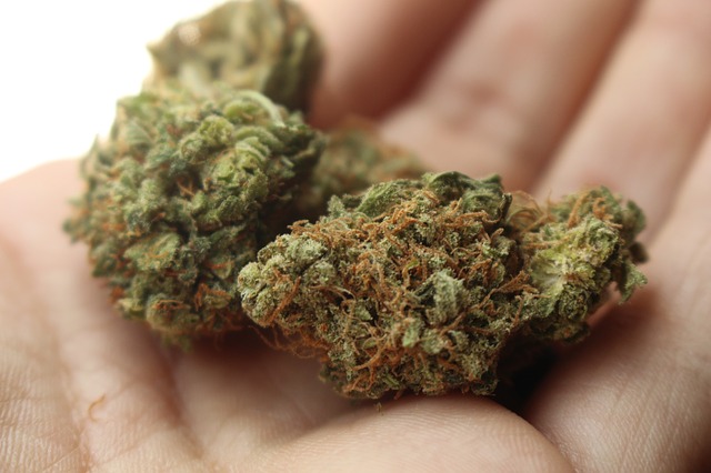 La variete OG Kush : son histoire, ses effets, ou en acheter
