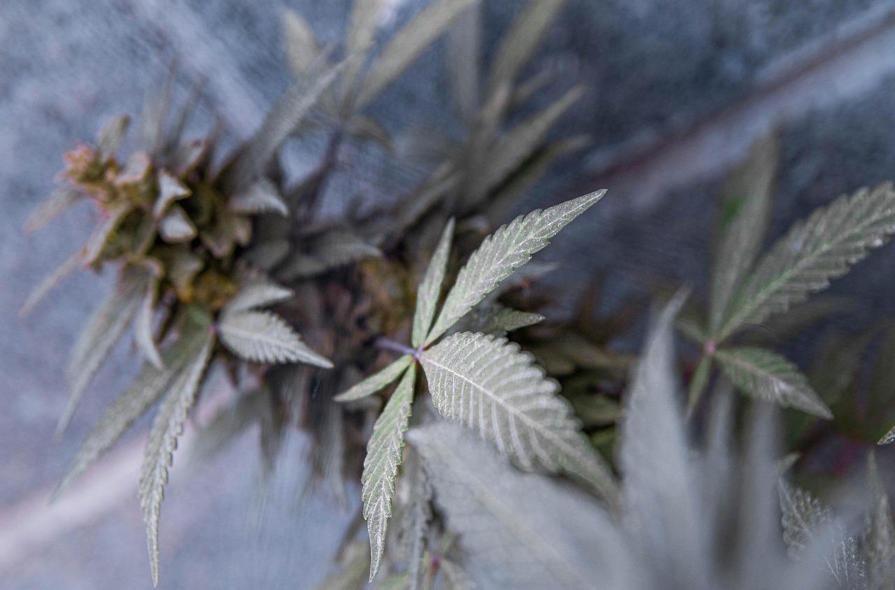Tout ce qu’il faut savoir a propos du Crumble CBD