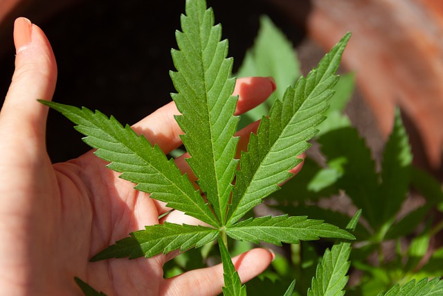 CBD et ses effets sur le bien-être mental