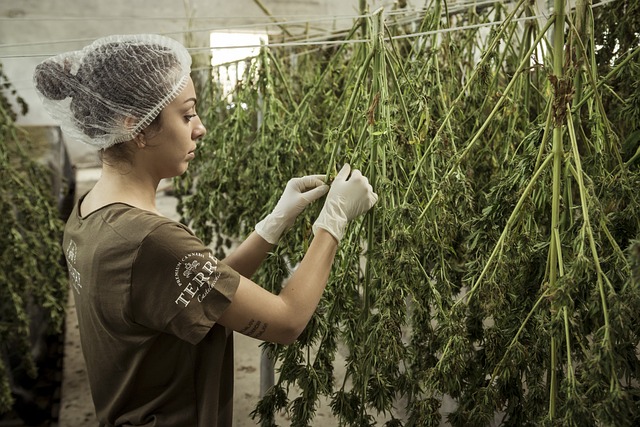 Les bienfaits du CBD sur la santé