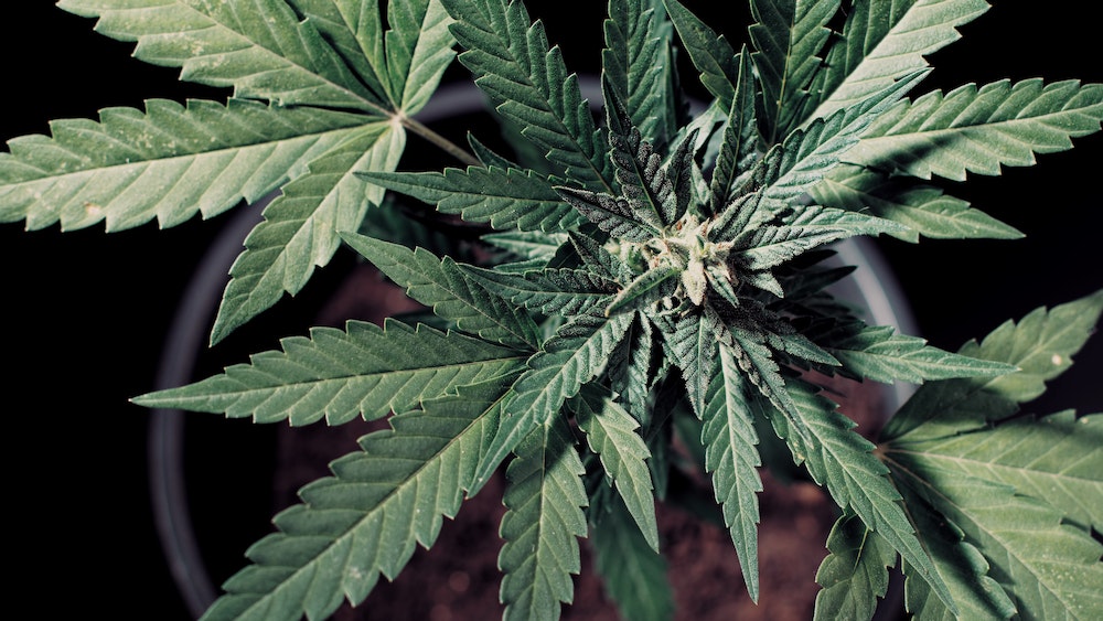 Les mystérieuses lignes de Nazca : des pistes pour les livraisons de CBD ?