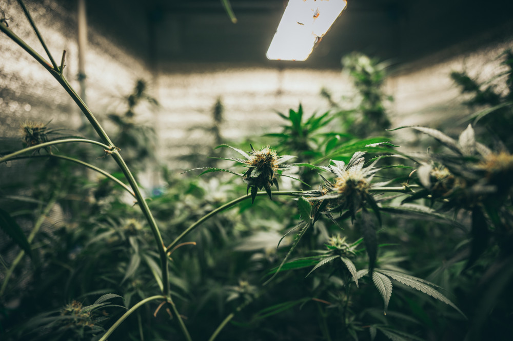 CBD à fumer : zoom sur son efficacité et sa légalité