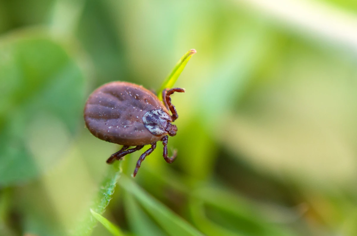 CBD: un nouveau regard sur la gestion de la maladie de Lyme