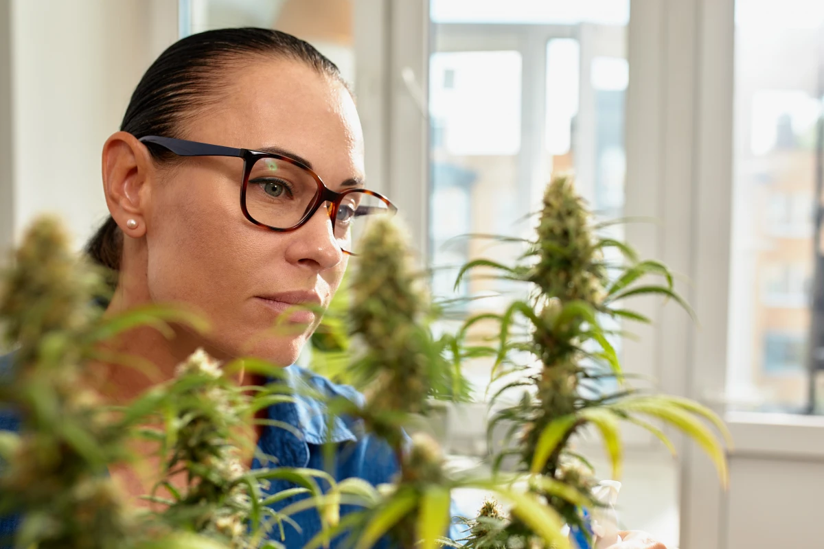 CBD en 2024 : La révolution verte enfin légalisée ?