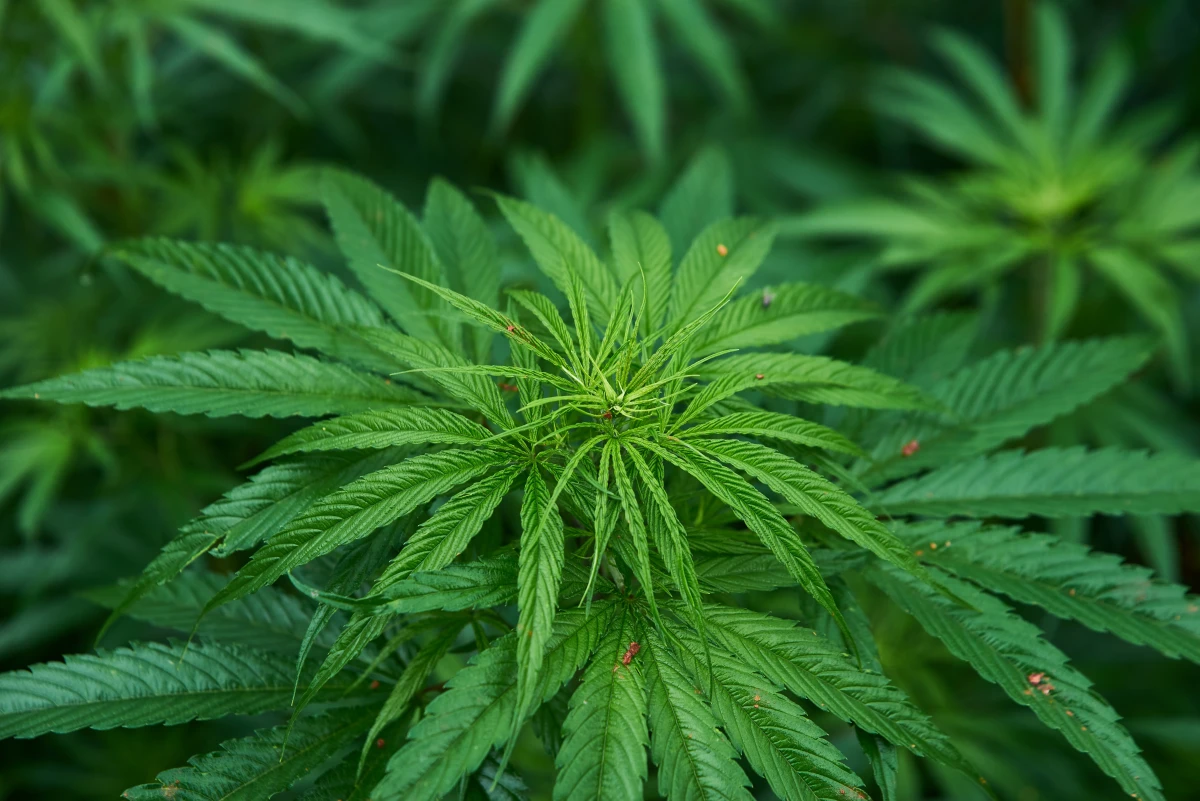 Le CBD : Une révolution thérapeutique naturelle