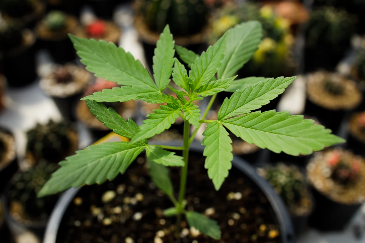 CBD en Europe : Entre Légalité et Zones Grises