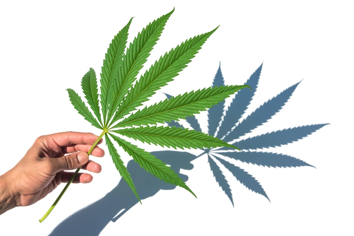 CBD : Guide complet des précautions d'emploi pour une utilisation sûre et efficace