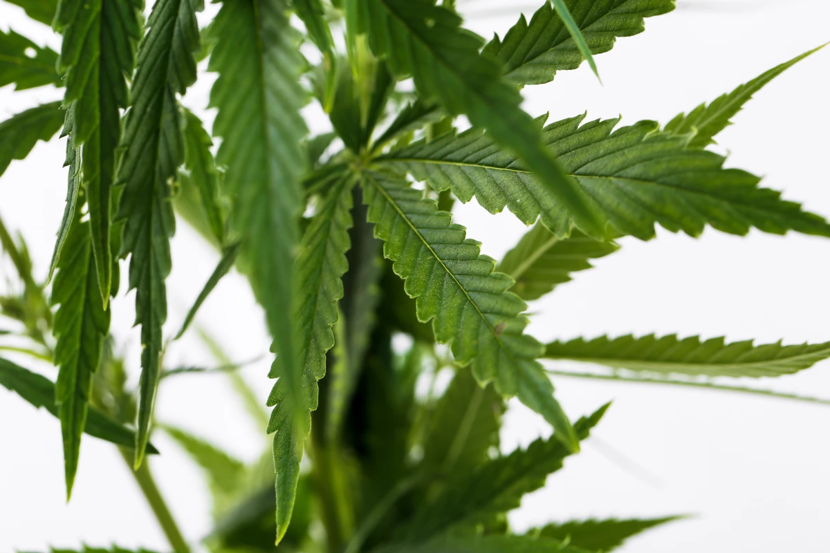 Fleurs de CBD : Découvrez leurs Effets Surprenants et les Variétés les Plus Prisées