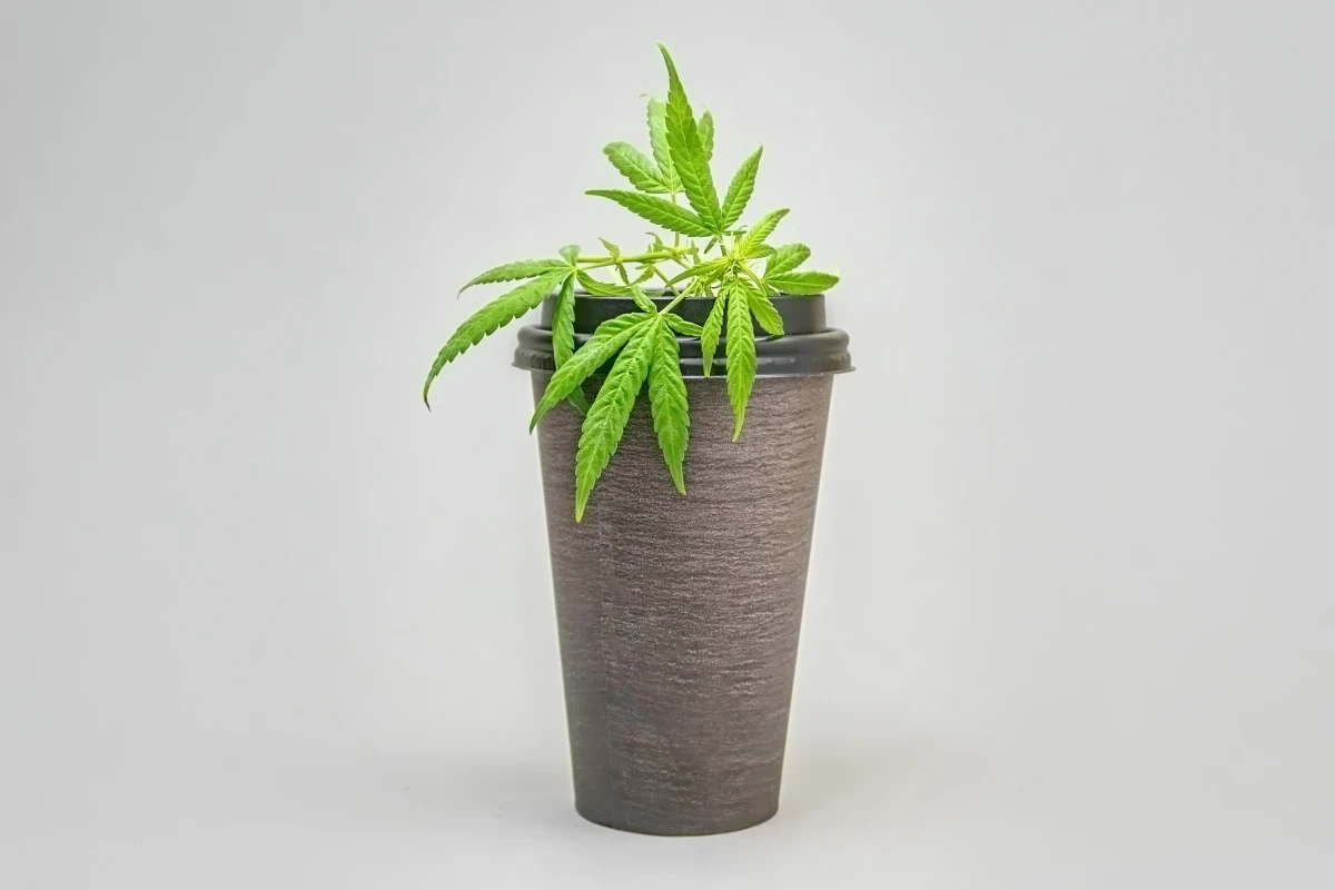 La révolution des boissons au CBD : Tendance ou avenir du bien-être ?