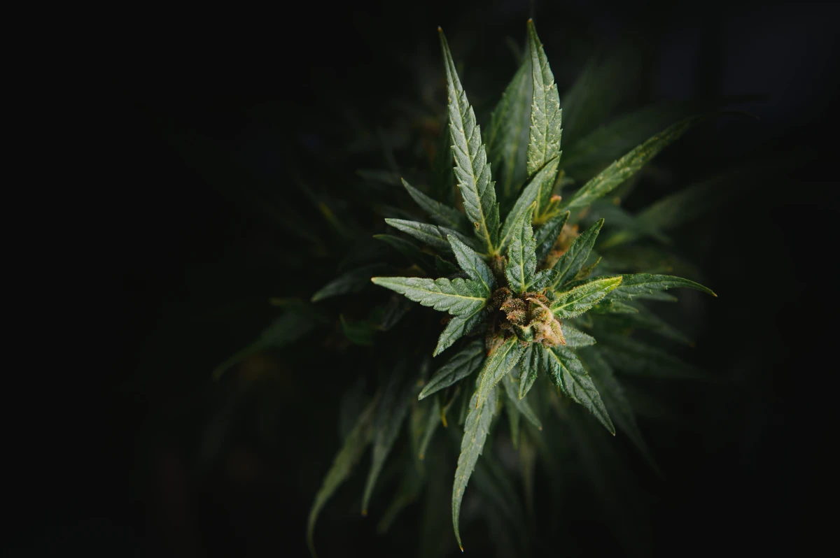 Fleurs de CBD : Le Guide Ultime pour Choisir la Meilleure Variété
