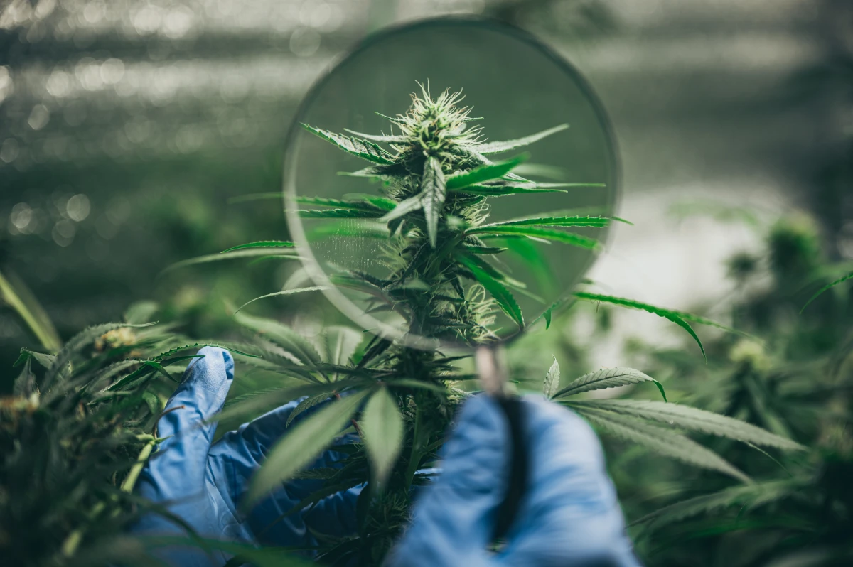 Le CBD : La Révolution Naturelle pour Votre Bien-être