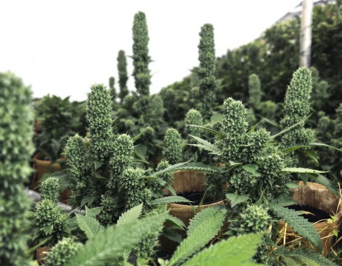 Huiles de CBD : Le Guide Ultime pour Choisir la Meilleure Option