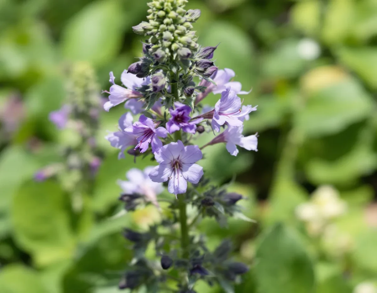 Fleurs de CBD : L'Art de Savourer le Bien-être Naturel