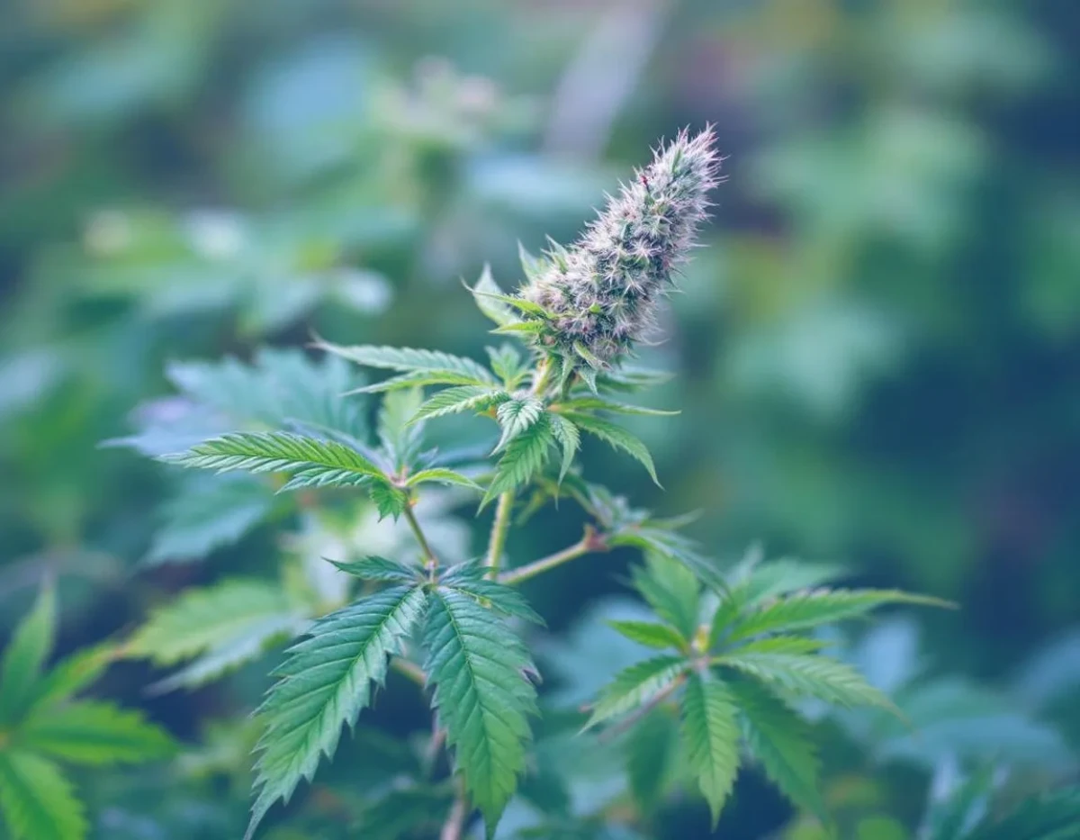 CBD et troubles hormonaux : état de la recherche